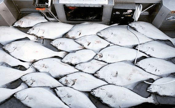 halibut-deck