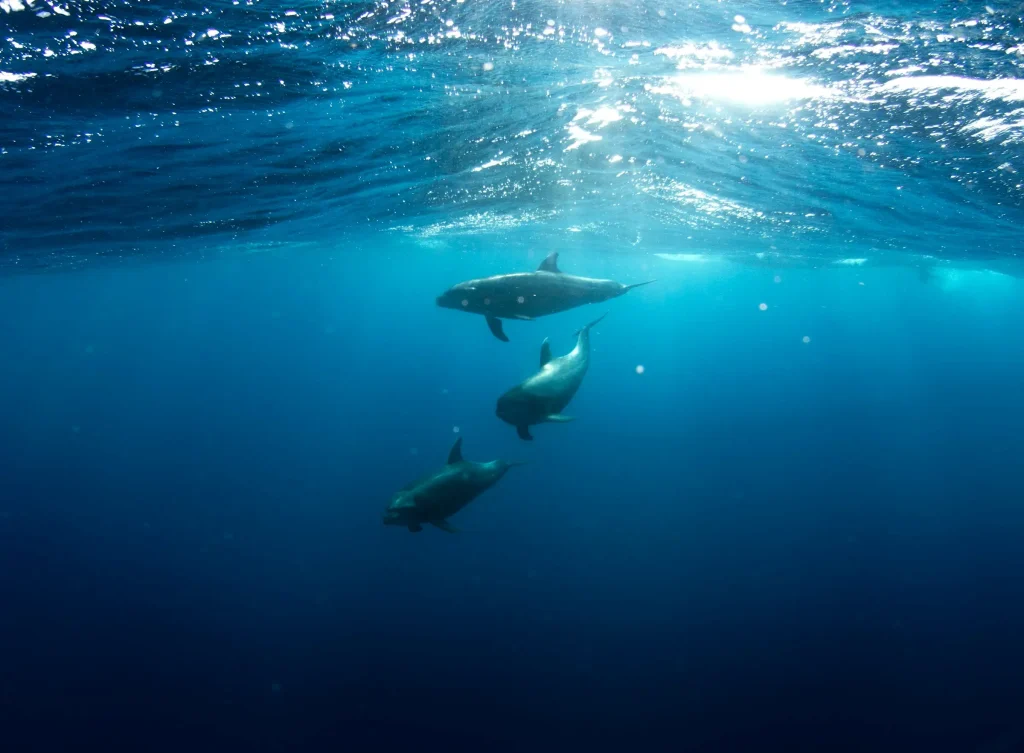 whale