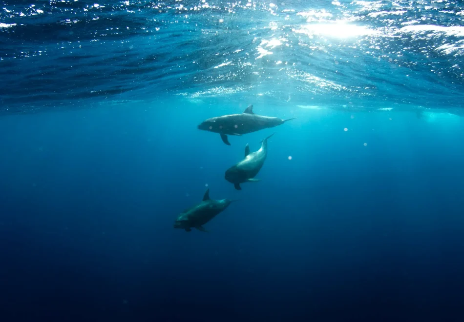 whale